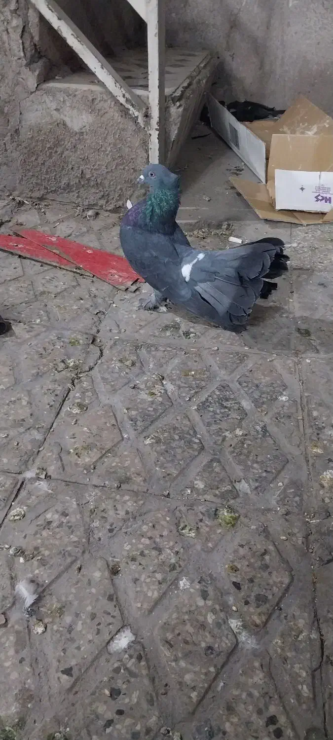 کبوتر دم چتری کاکلی|پرنده|تهران, مسعودیه|دیوار