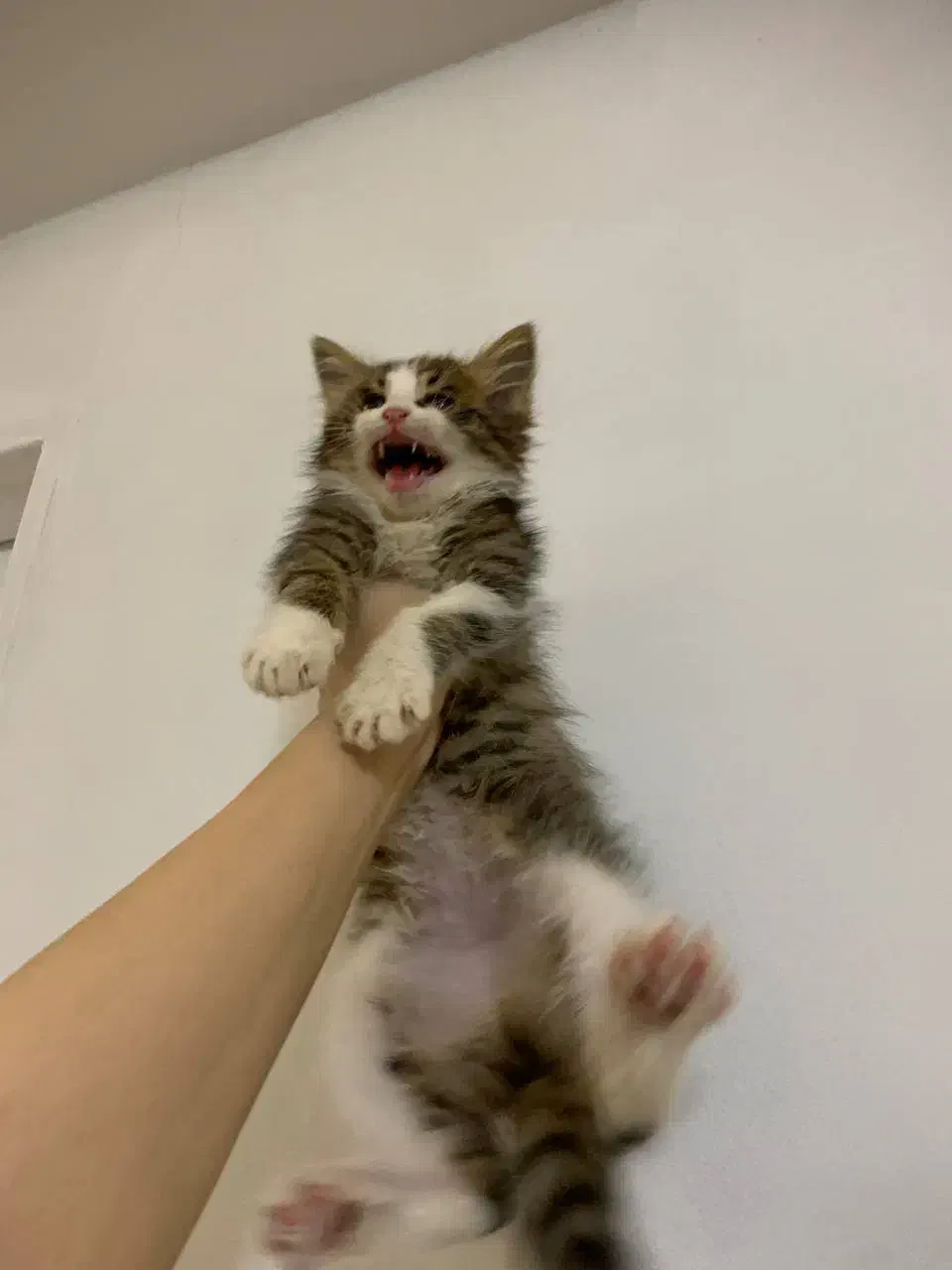 واگذاری دو بچه گربه حدودا سه ماهه|گربه|نوشهر, |دیوار