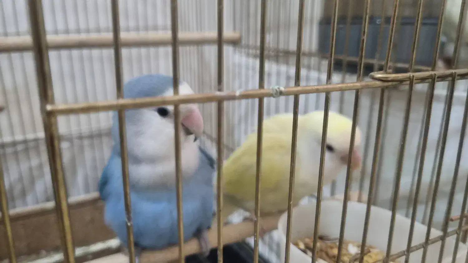 جفت مولد طوطی برزیلی -کوتوله|پرنده|شهرکرد, |دیوار