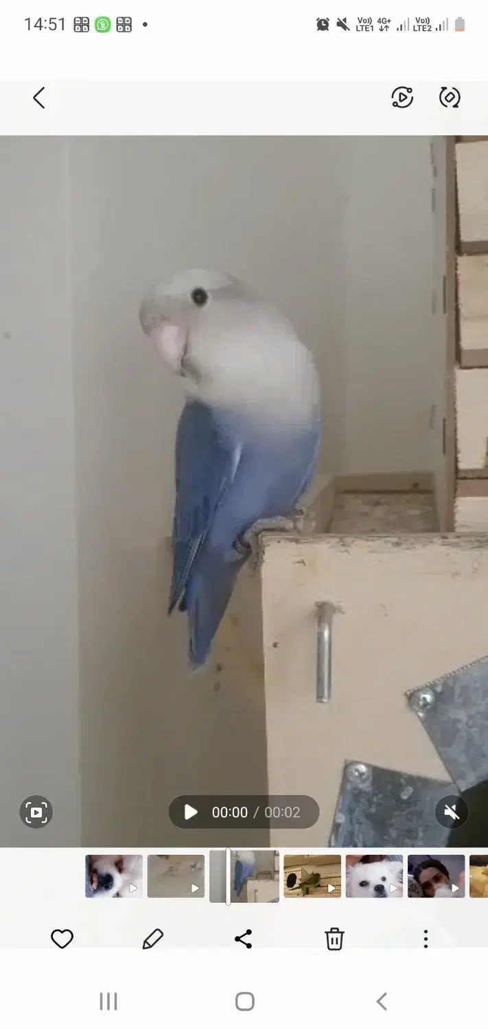 طوطی برزیلی|پرنده|فردیس, دهکده|دیوار