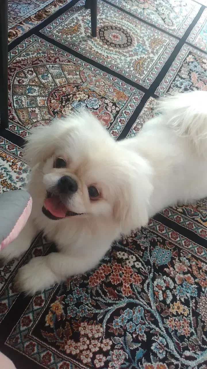 سگ شیتزو خندان|سگ|پردیس, فاز ۱۱|دیوار