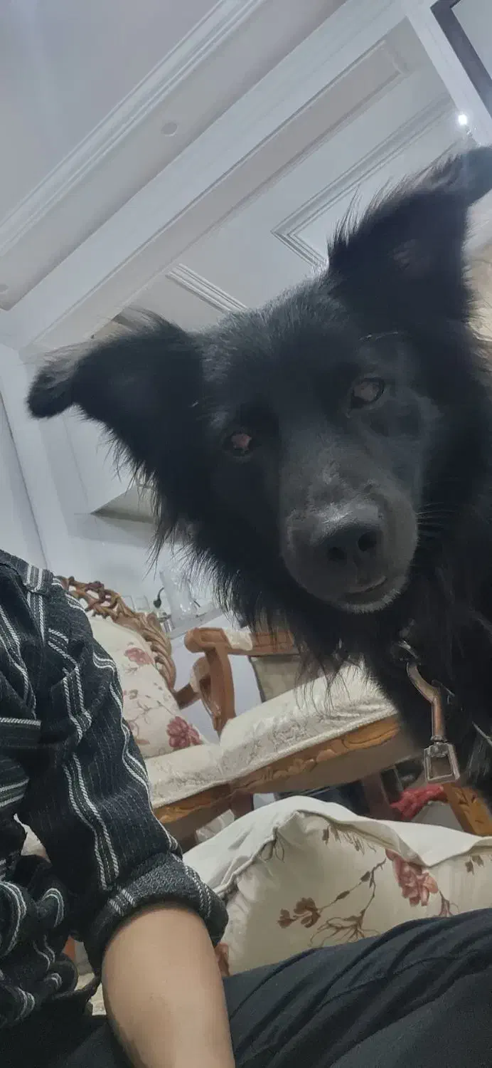 واگذاری سگ اشپیتز|سگ|پاکدشت, پاکدشت (مامازند)|دیوار