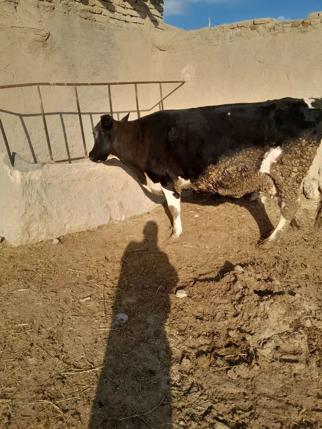 گاو شیری|حیوانات مزرعه|اسفراین, |دیوار