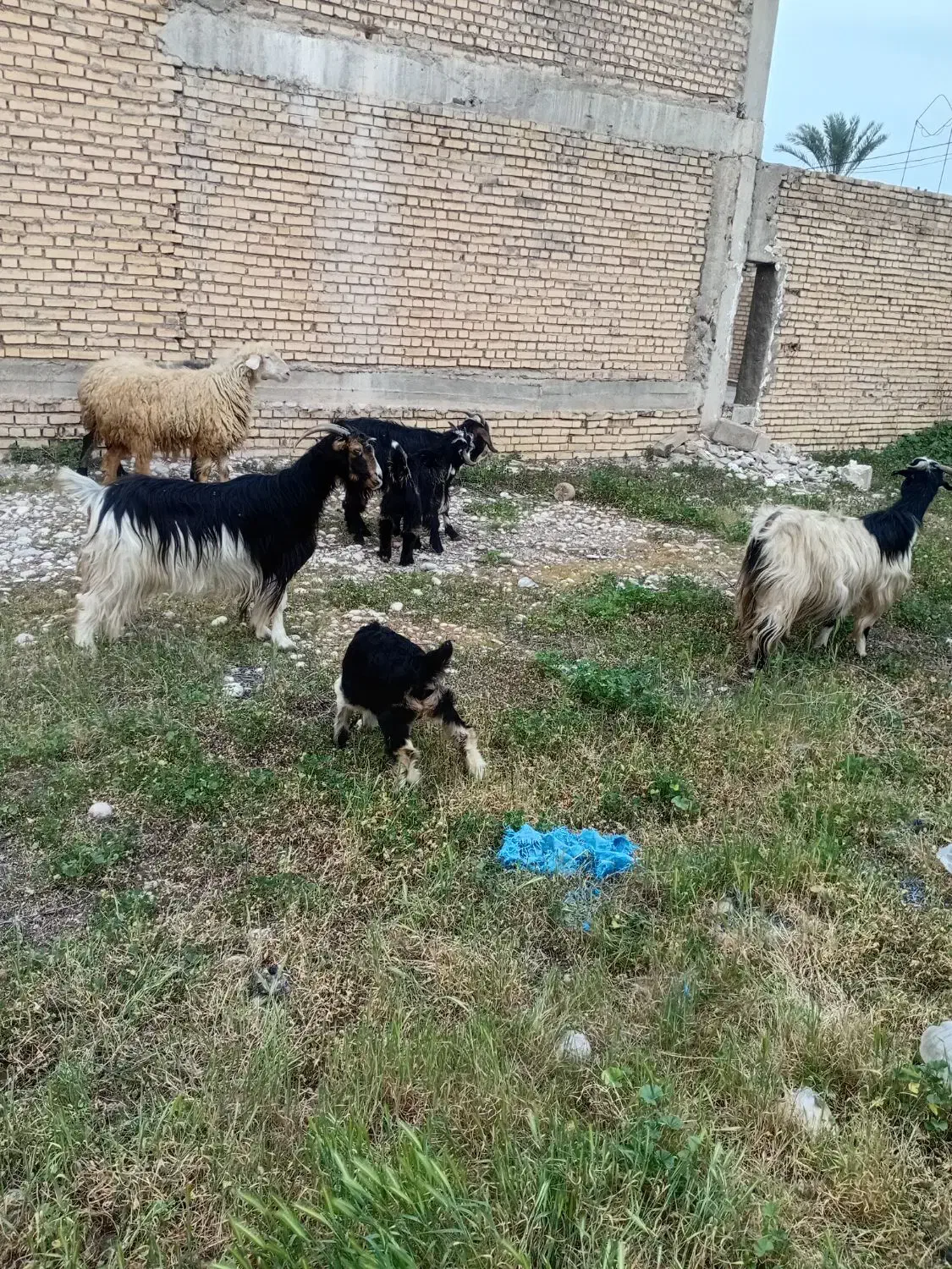 سلام سه|حیوانات مزرعه|دزفول, |دیوار