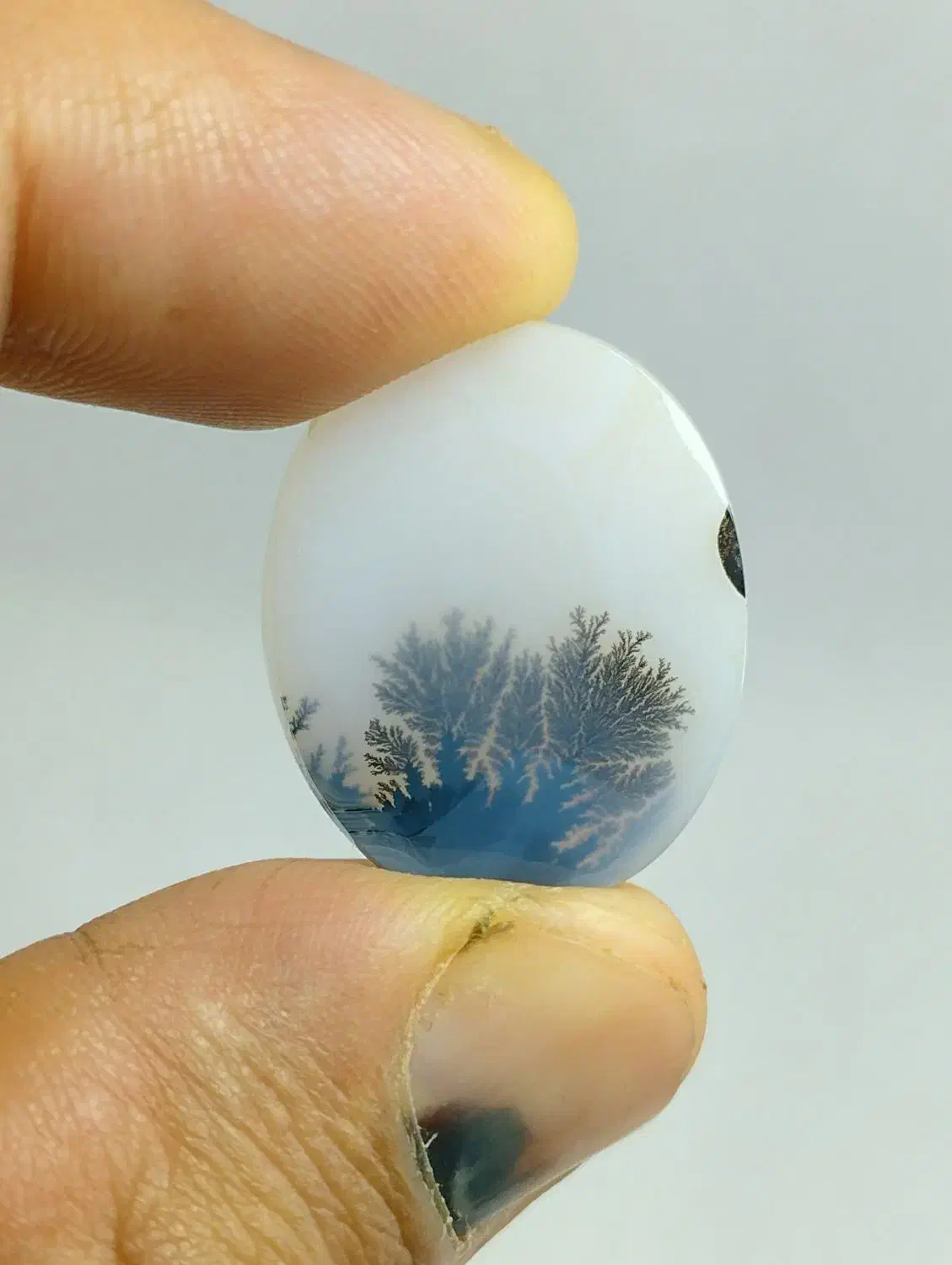 ۳عدد شجر پیاده زیبا|جواهرات|زنجان, |دیوار