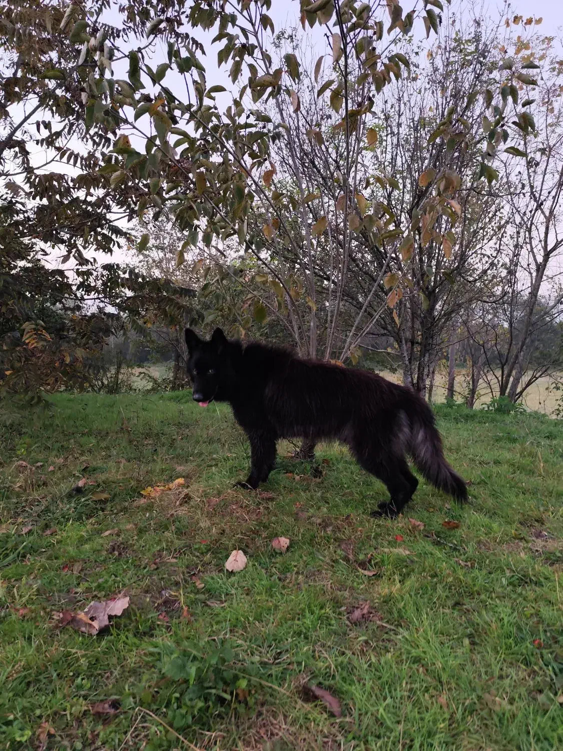 فروش سگ ژرمن بلک|سگ|لاهیجان, کوی خزر|دیوار