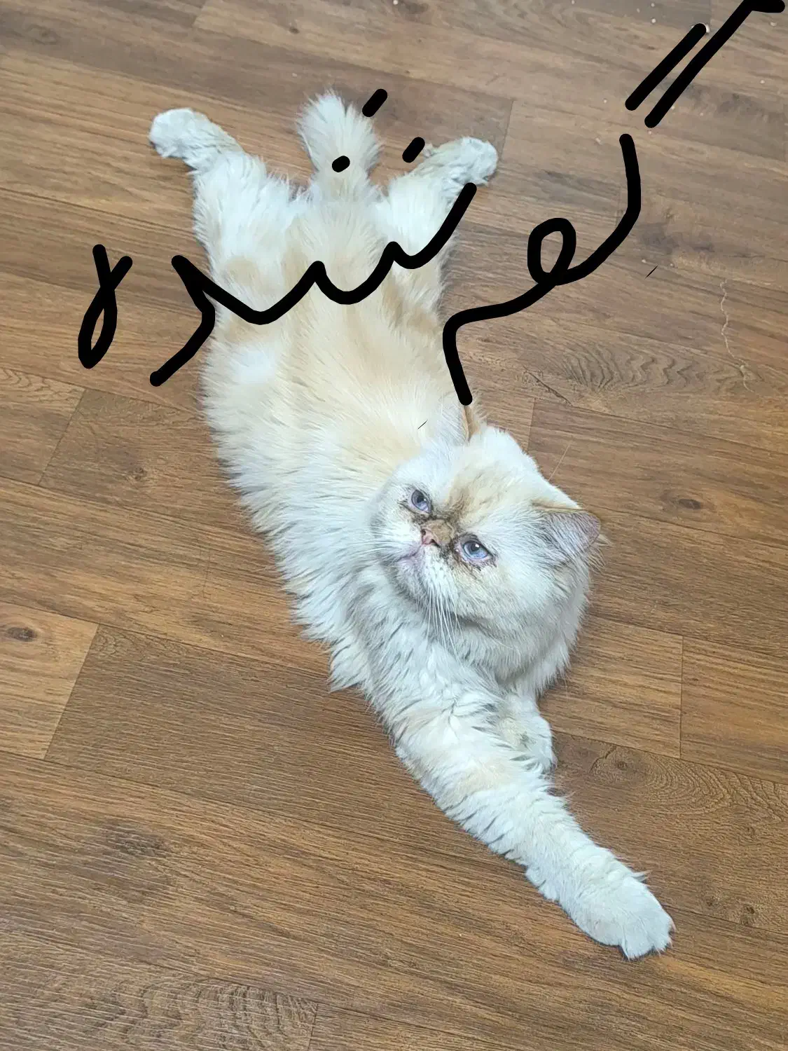 گربه|گربه|فسا, |دیوار