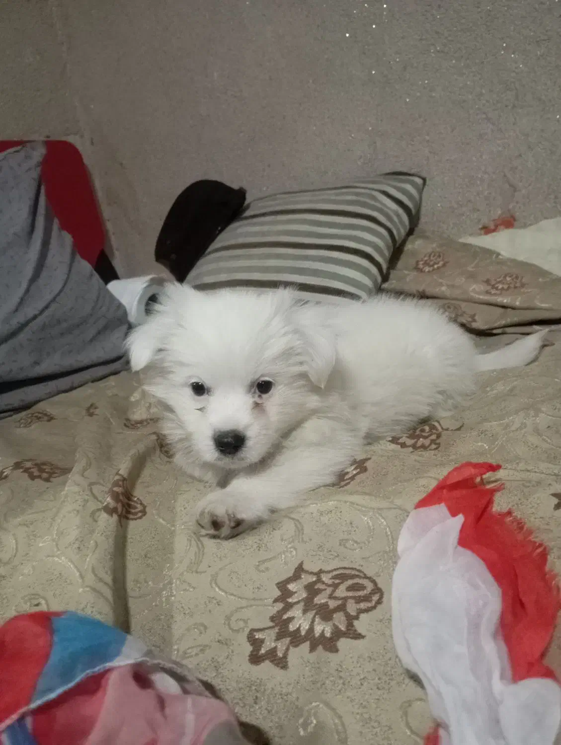 توله پامرخرسی|سگ|فردیس, فردیس|دیوار