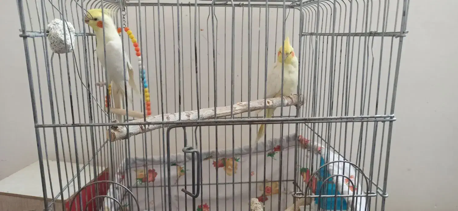 عروس هلندی|پرنده|شهریار, یوسف آباد صیرفی|دیوار