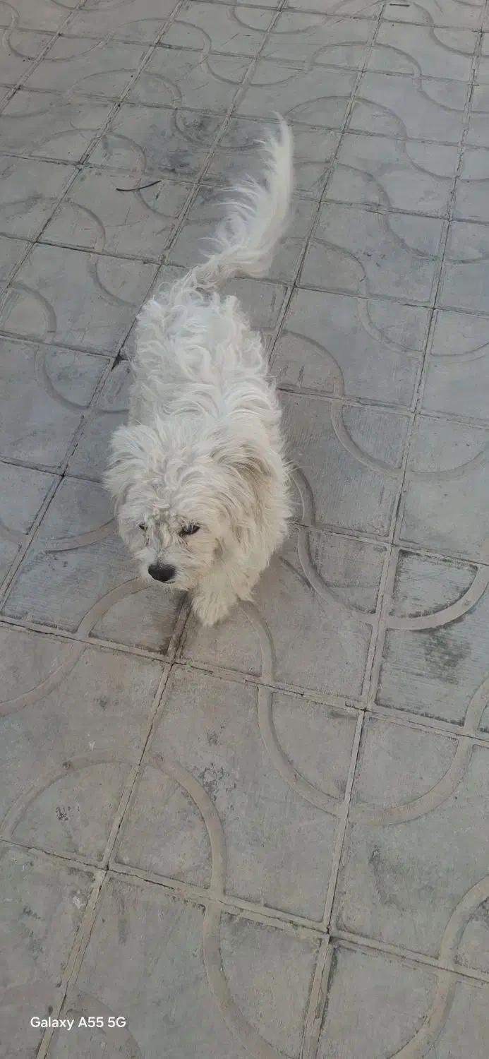 سگ پشمالو|سگ|شیراز, زرهی|دیوار