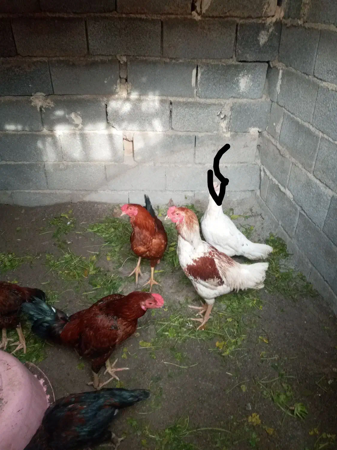 خروس|حیوانات مزرعه|آق قلا, |دیوار