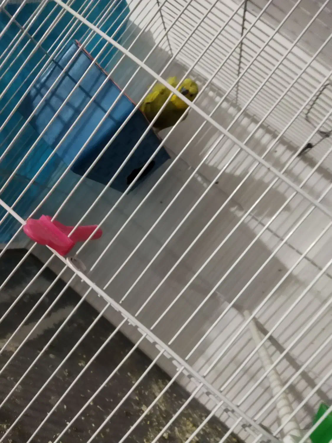 مرغ عشق پروانه ای با تخم|پرنده|تربت‌حیدریه, شهرک ولیعصر|دیوار