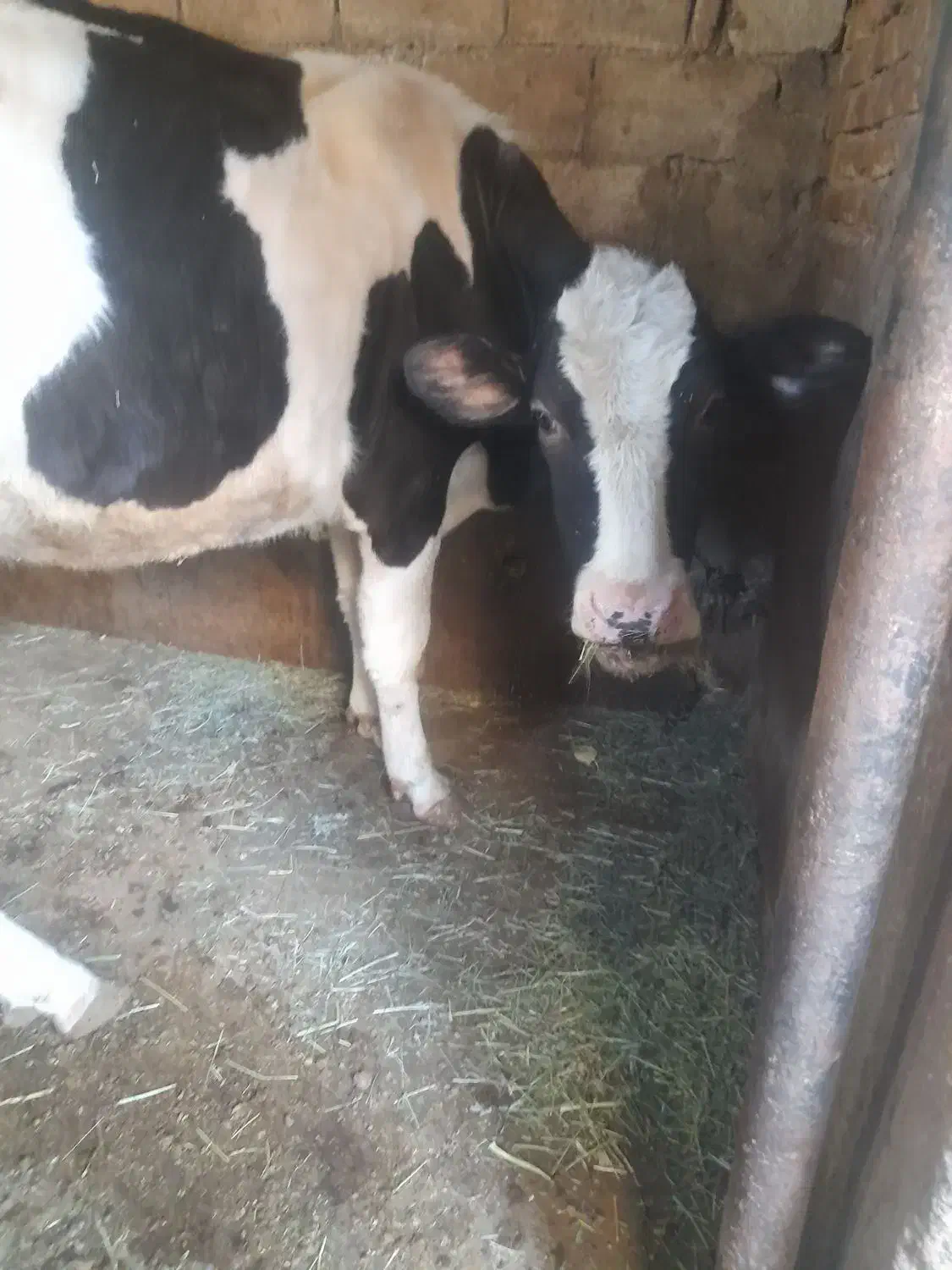 یک راس گاو هلندی با گوساله|حیوانات مزرعه|تیکمه داش, |دیوار