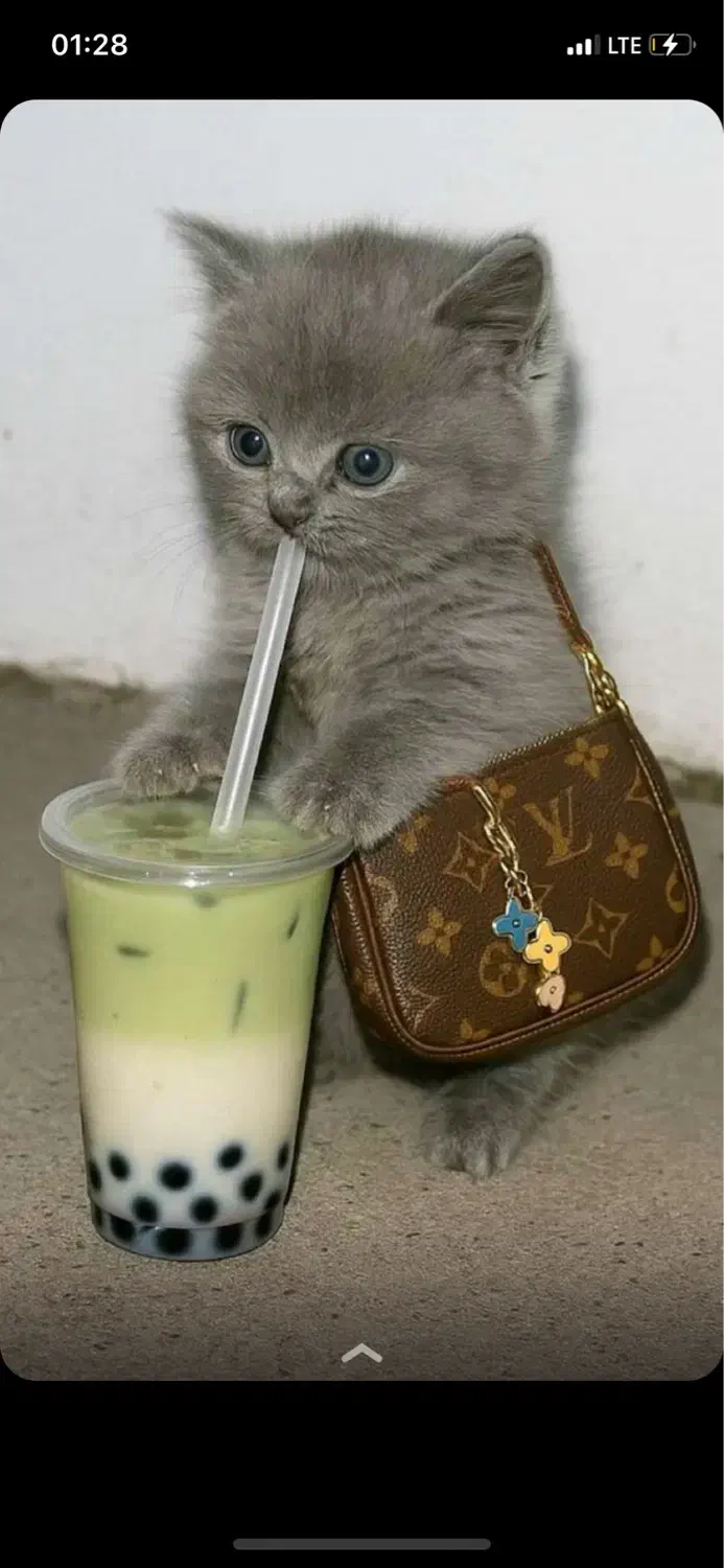 گربه بلو بریتیش|گربه|تهران, سعادتآباد|دیوار