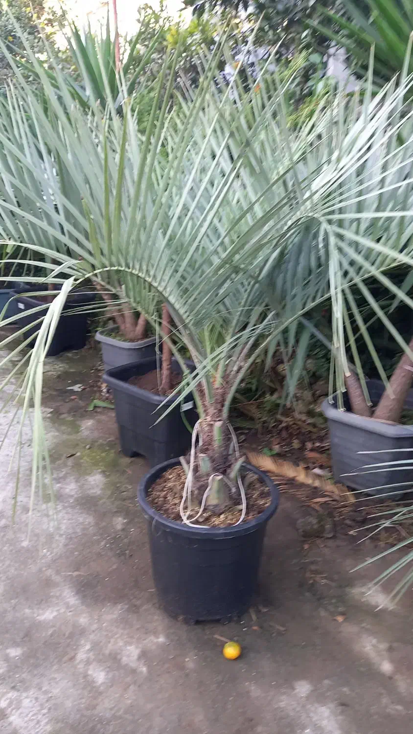 نخل فونیکس مجنون|گل و گیاه طبیعی|کلاچای, |دیوار