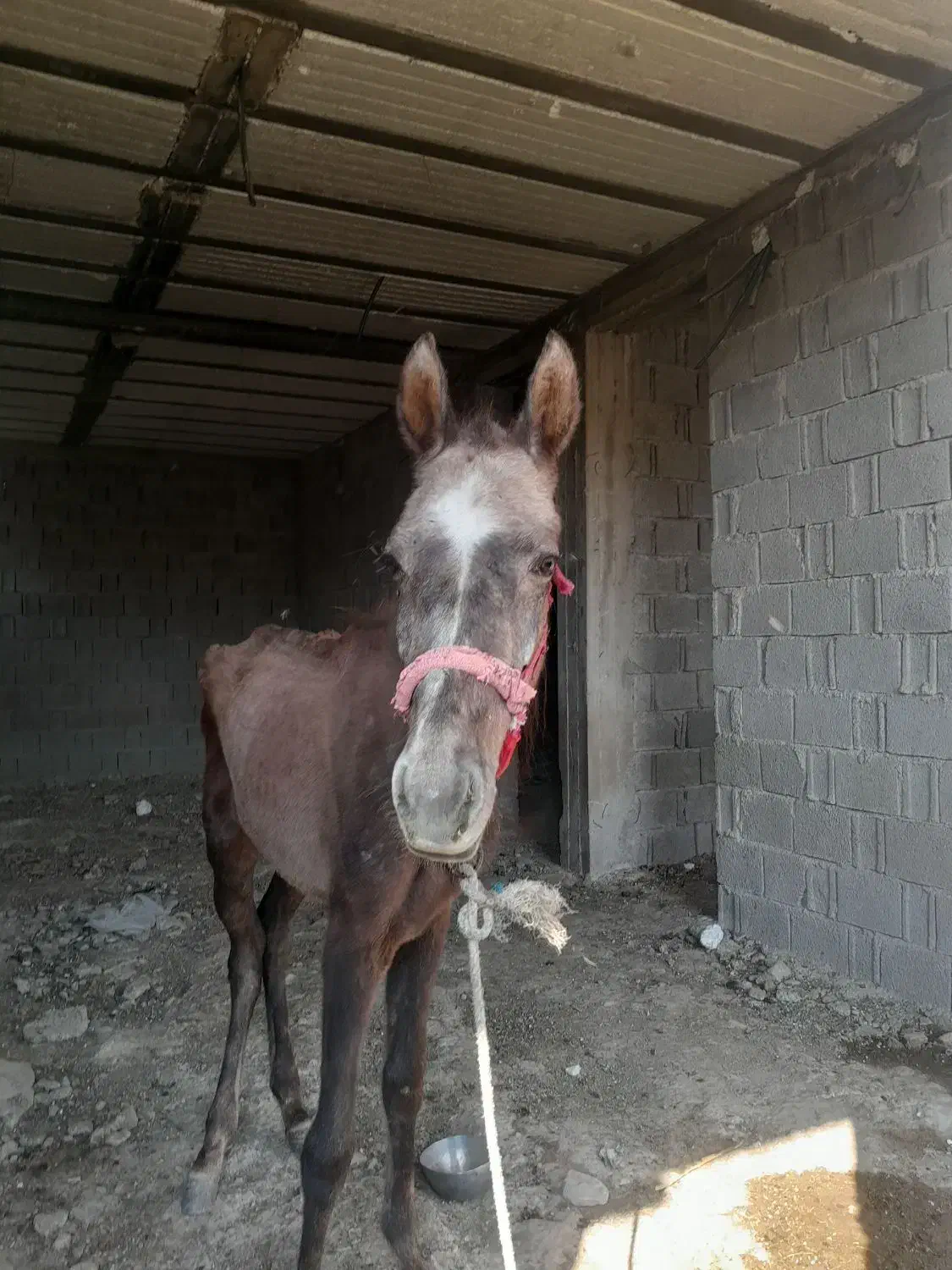 کره اسب نریون|اسب و تجهیزات اسبسواری|برازجان, |دیوار