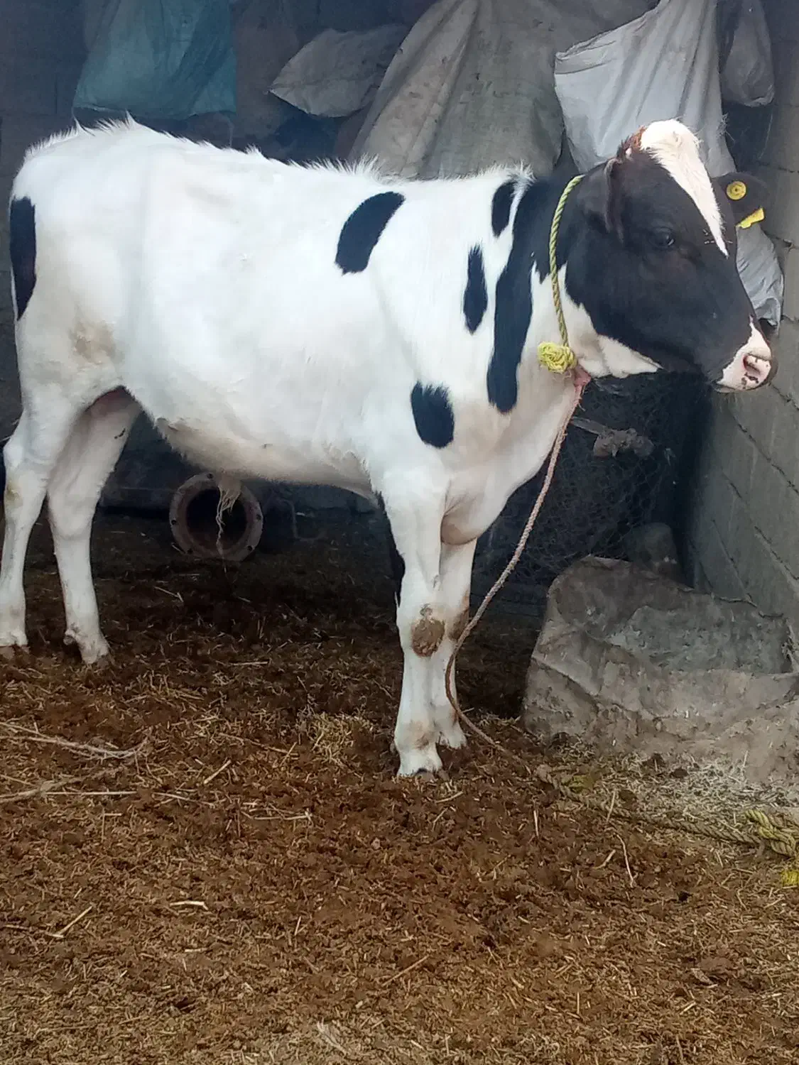 اهواز گمبوعه|حیوانات|حمیدیه, |دیوار