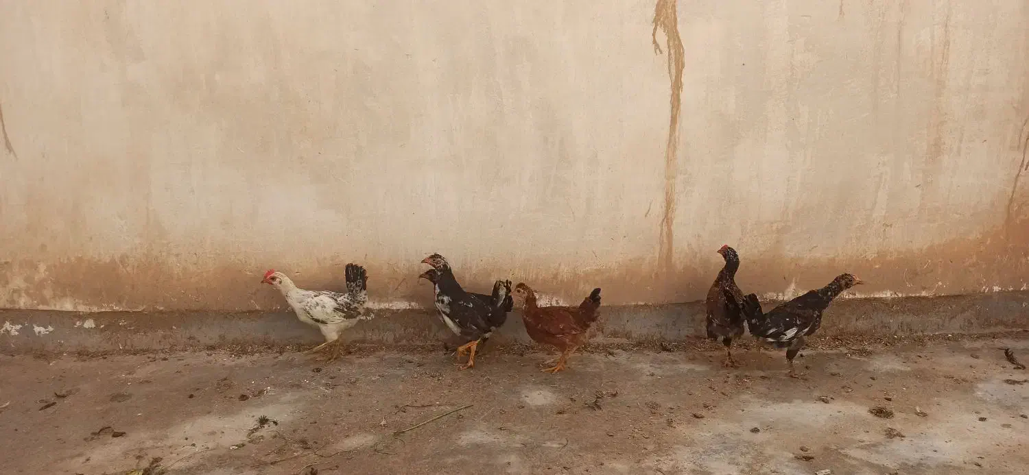 خروس|حیوانات مزرعه|گتوند, |دیوار