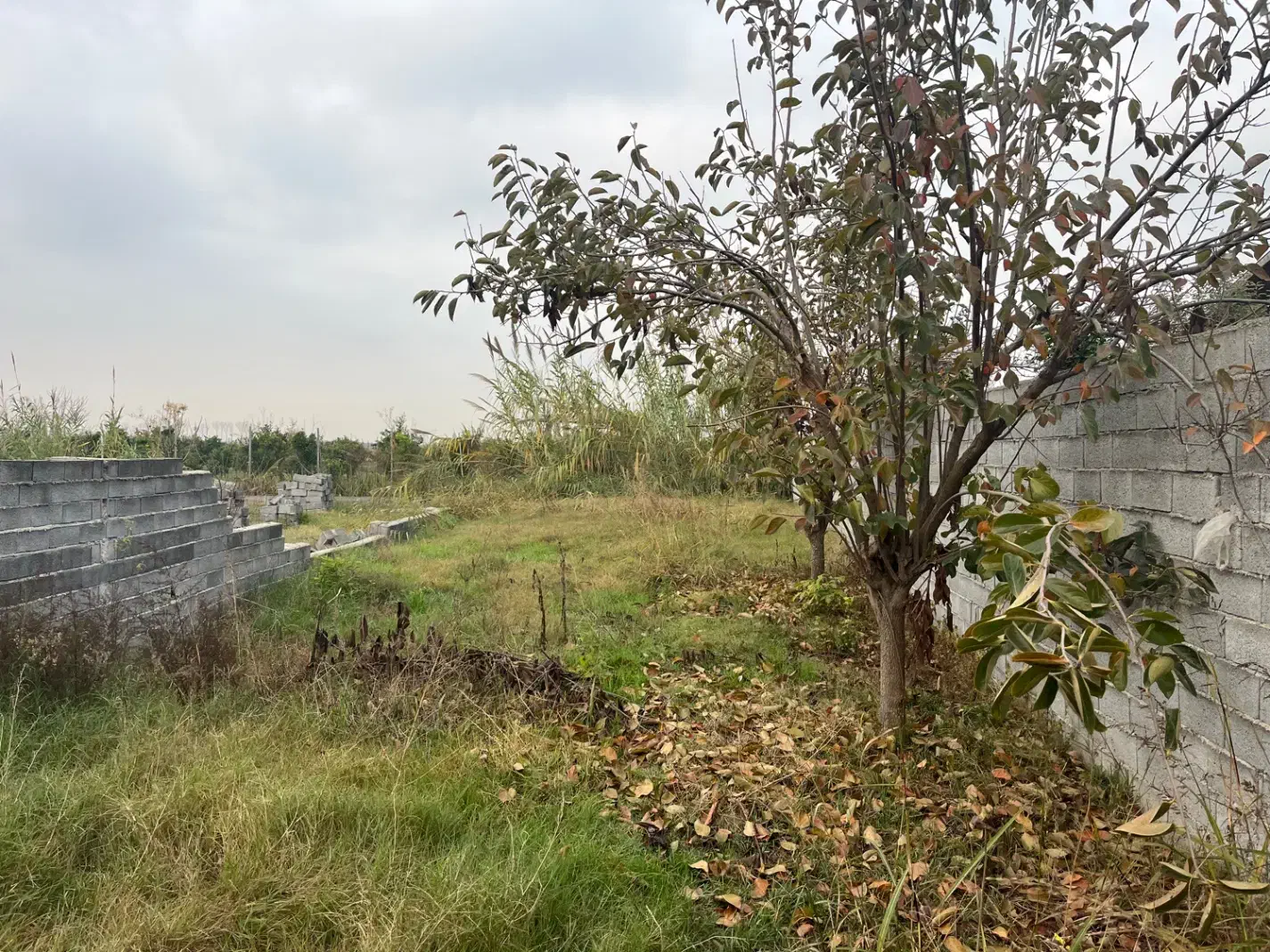 شمال سیمرغ کیاکلا|فروش زمین و ملک کلنگی|قائمشهر, |دیوار