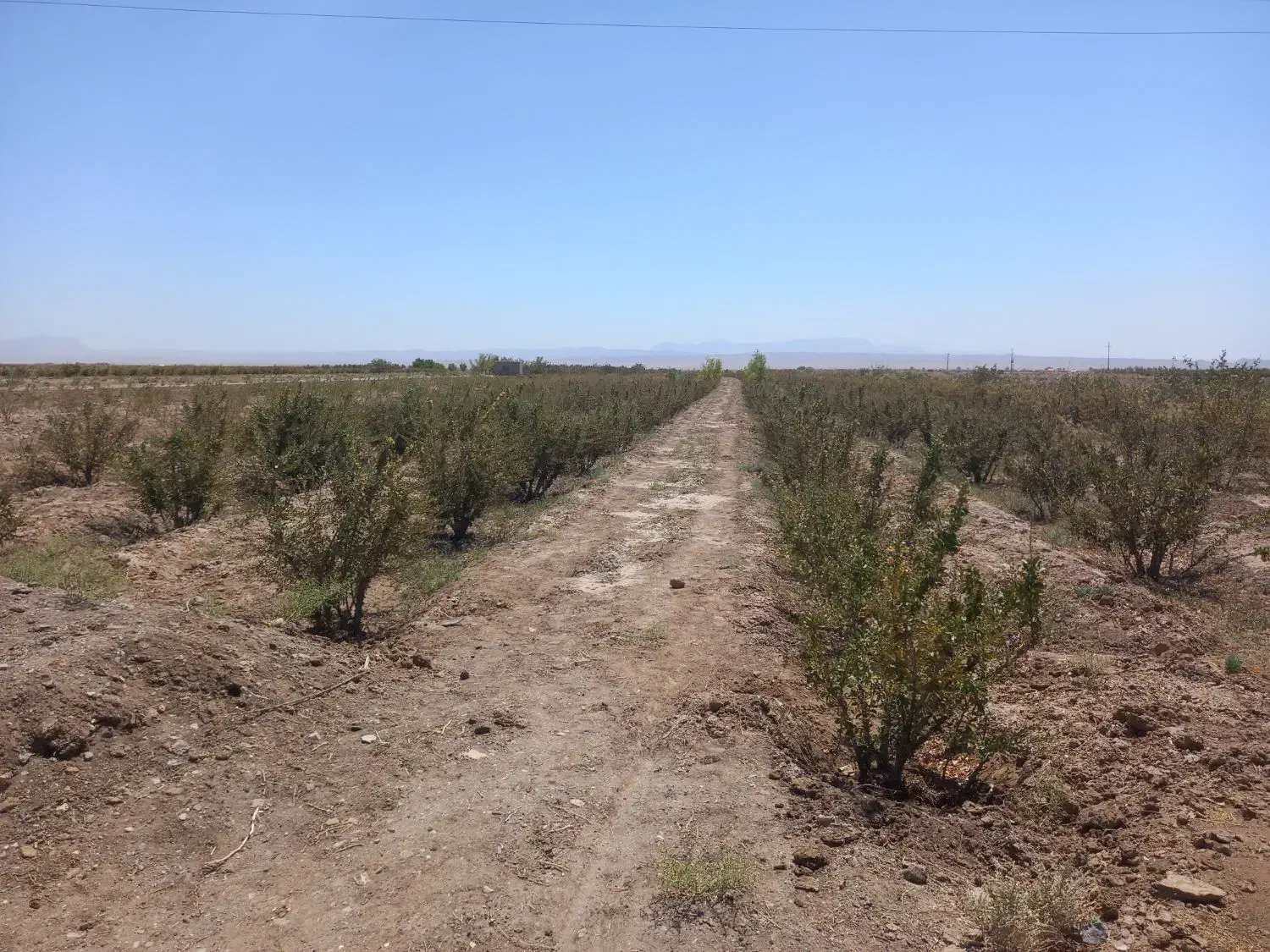 سه ساعت آب کشاورزی همراه با ۳۵۰نهال زرشک ۱۶ ساله|فروش دفتر صنعتی، کشاورزی، تجاری|سده (خراسان جنوبی), |دیوار