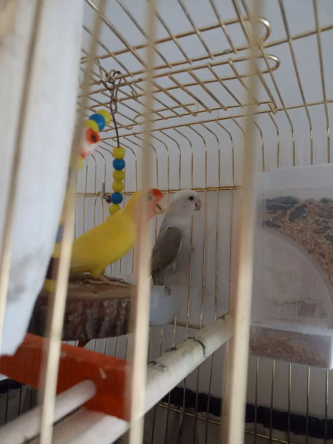 کوتوله جفت مولد|پرنده|مرند, |دیوار