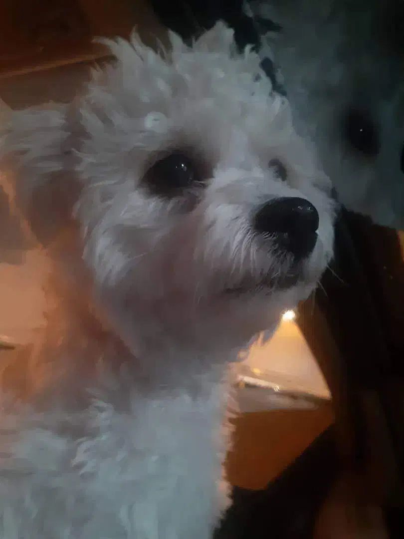 گمشدن سگ خانگی|حیوانات|شیراز, شهرک مهدی‌آباد|دیوار