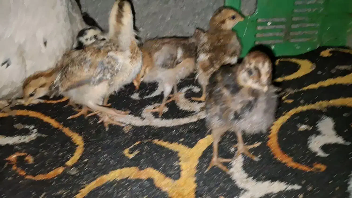 جوجه 1ماه زیر مرغی|حیوانات مزرعه|چابکسر, |دیوار