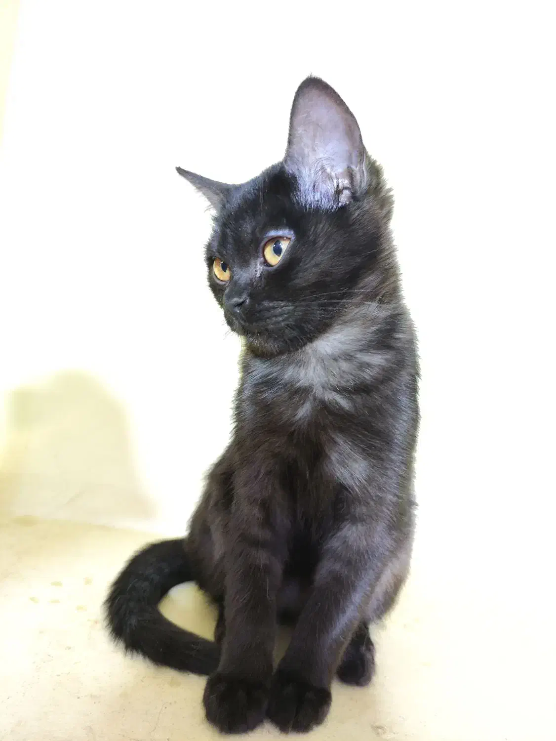 گربه بریتیش|گربه|تهران, بوستان سرخه حصار|دیوار