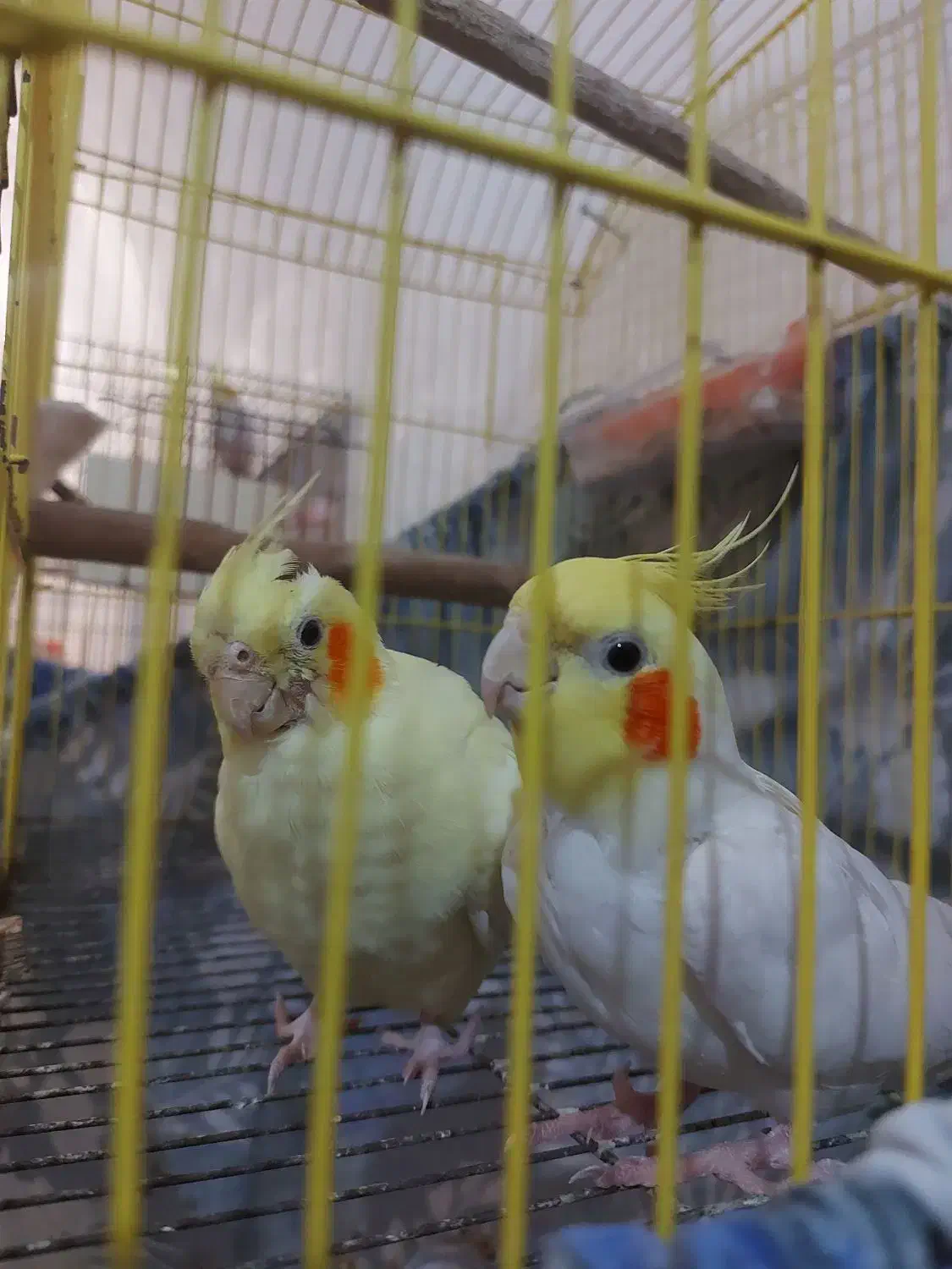 عروس هلندی|پرنده|امیدیه, |دیوار