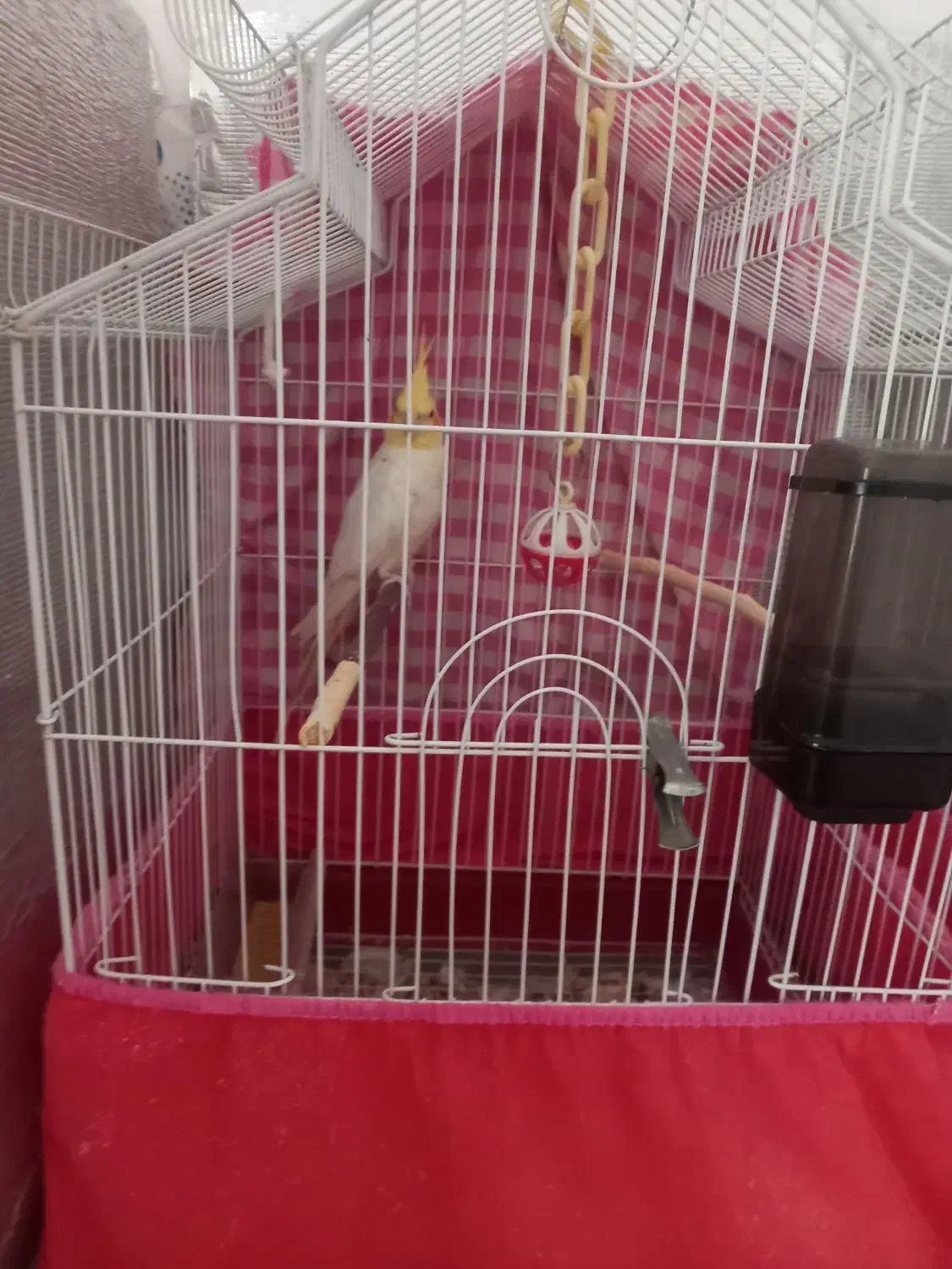 فروش عروس هلندی|پرنده|قم, شاه سید علی|دیوار