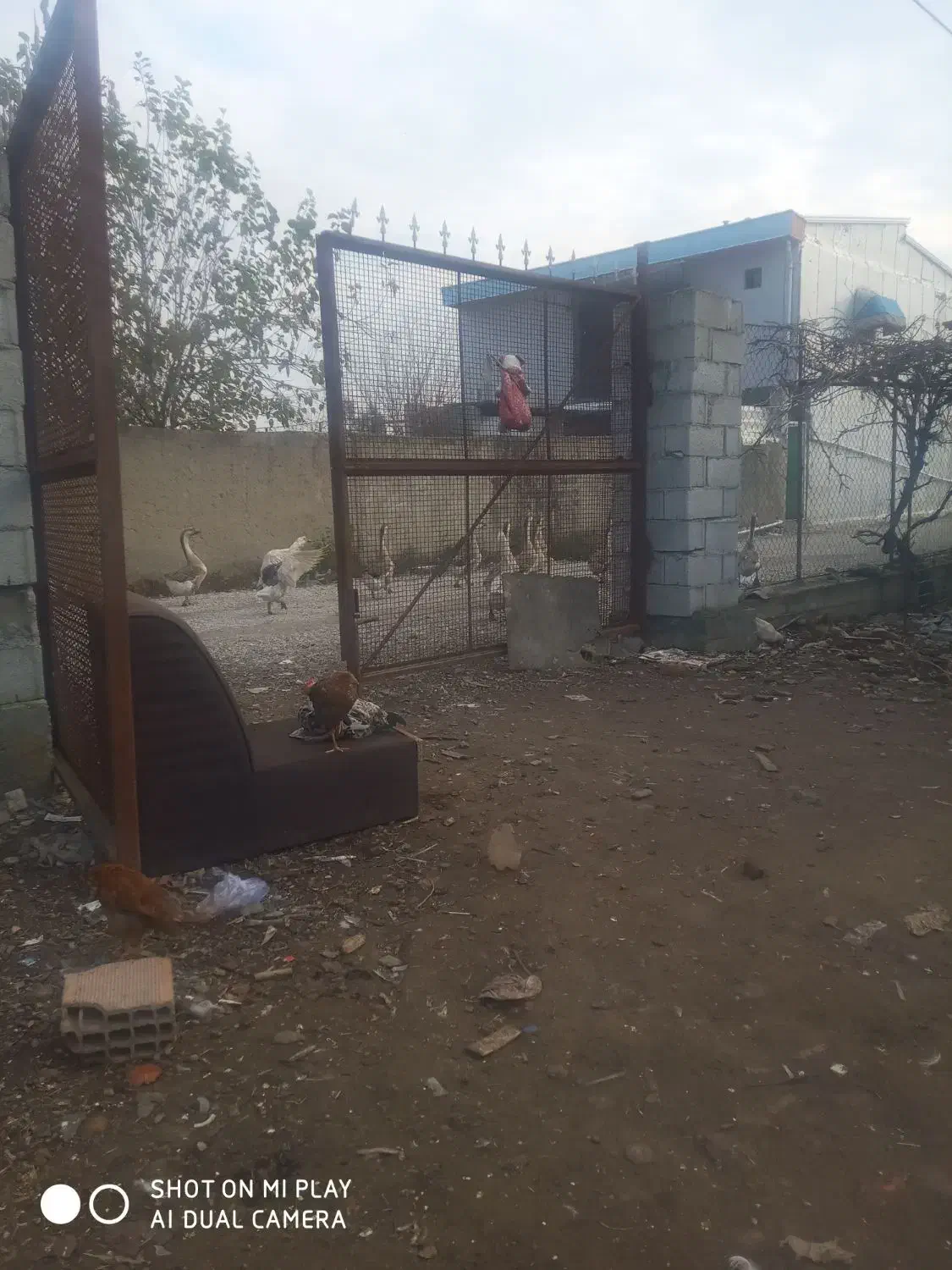 قوغاز|حیوانات مزرعه|سیجوال, |دیوار