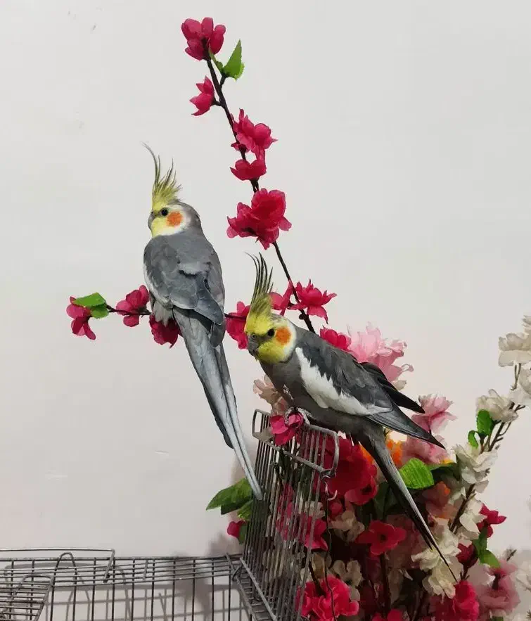 عروس هلندی فروش و معاوضه|پرنده|ایوان, |دیوار