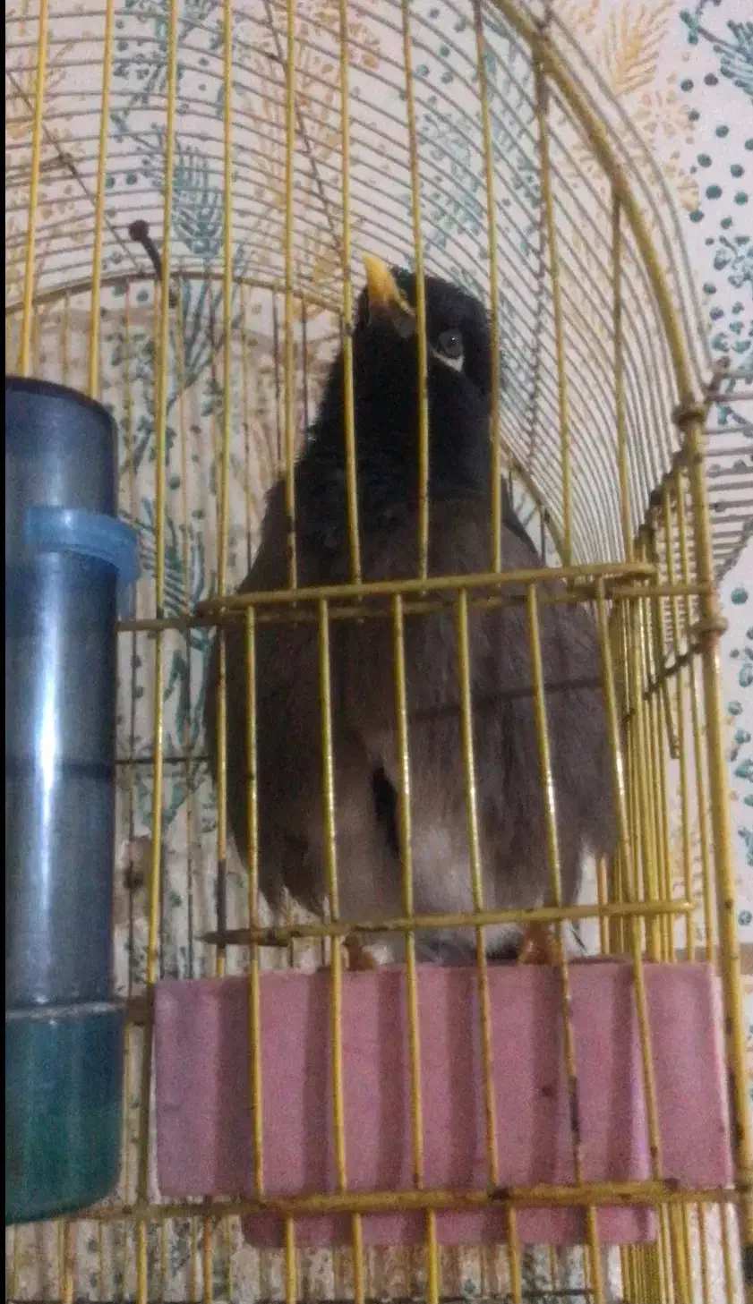 مینا سخنگو وراج|پرنده|گنبد کاووس, |دیوار