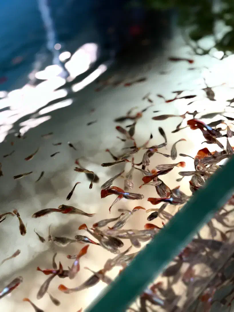 گوپی کوی بالن|ماهی|تهران, میدان ولیعصر|دیوار