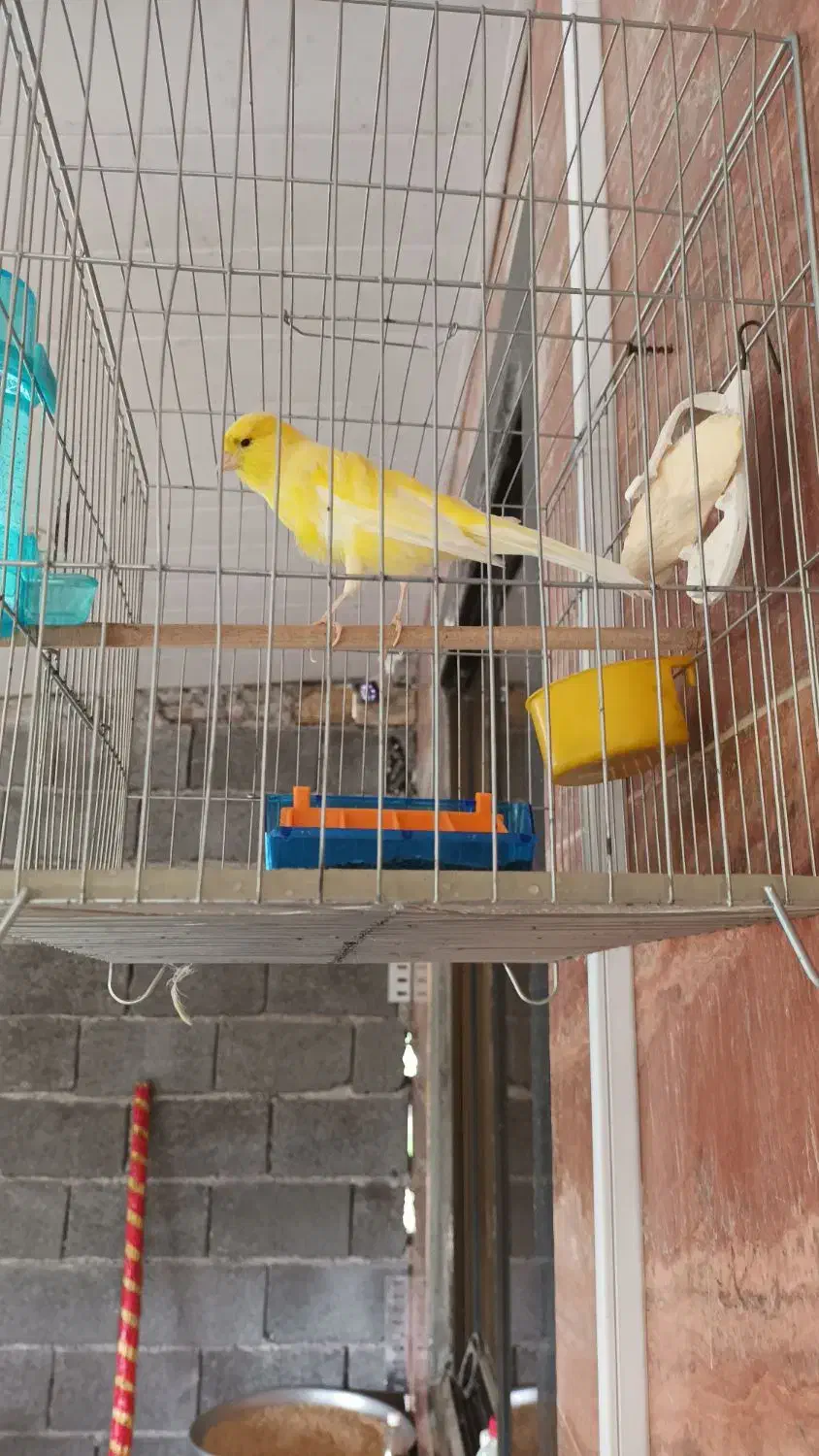 قناری ماده رسمی بلند|پرنده|لاهیجان, بازکیاگوراب|دیوار