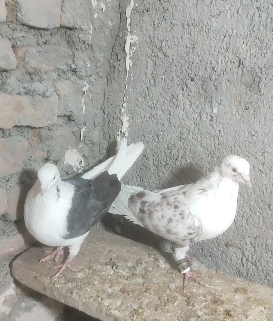 کفتر یا کبوتر|پرنده|چناران, |دیوار