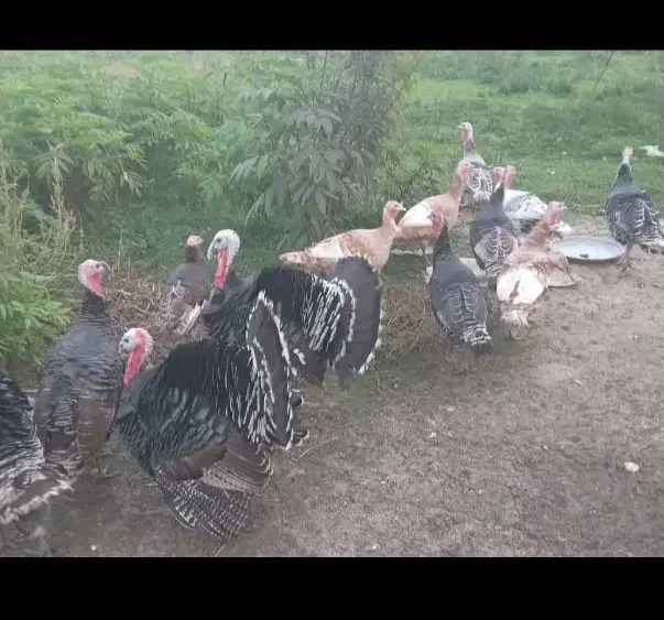 بوقلمون|حیوانات مزرعه|رشت, فلسطین|دیوار