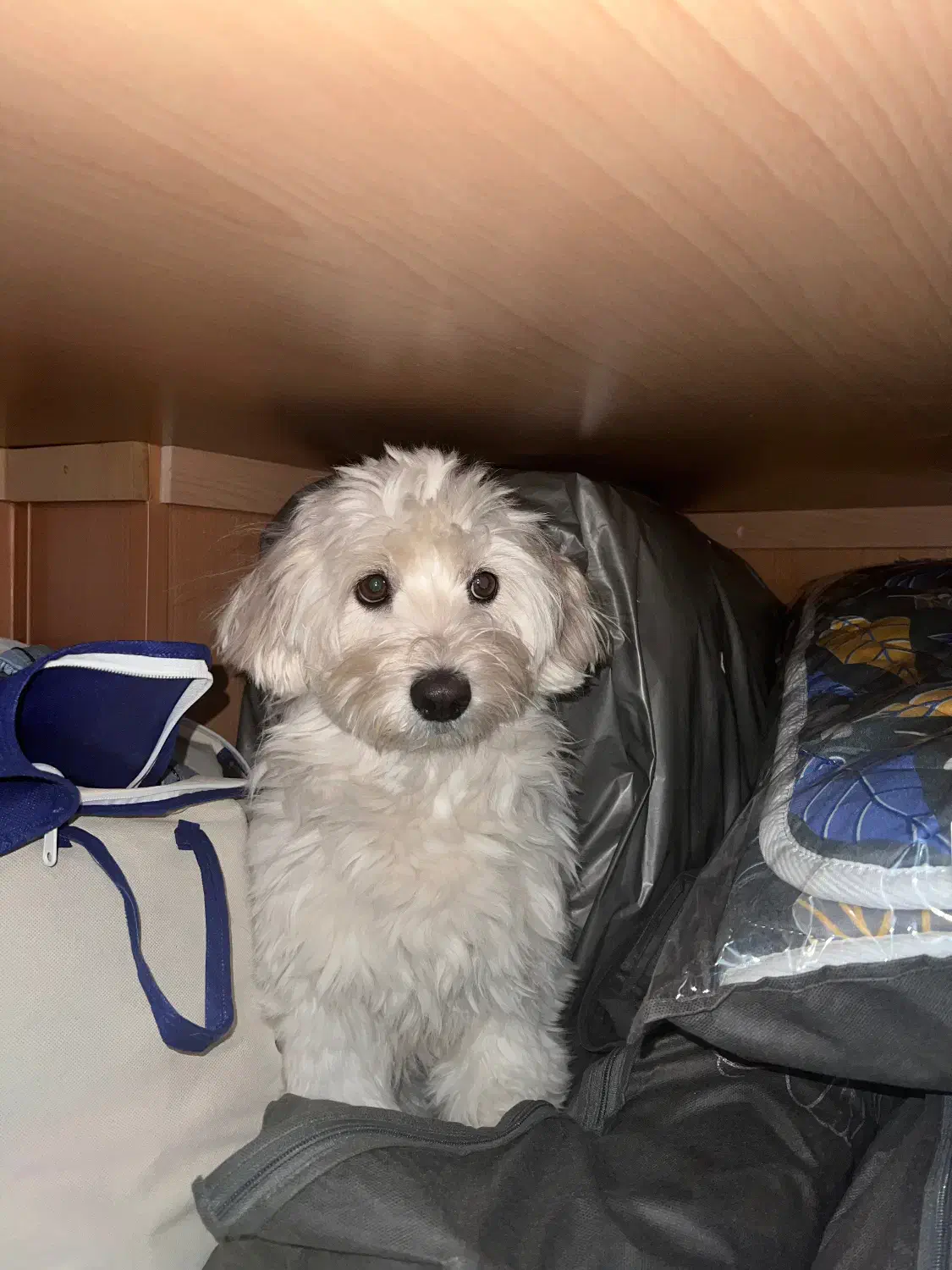 سگم گمشده|حیوانات|قزوین, |دیوار