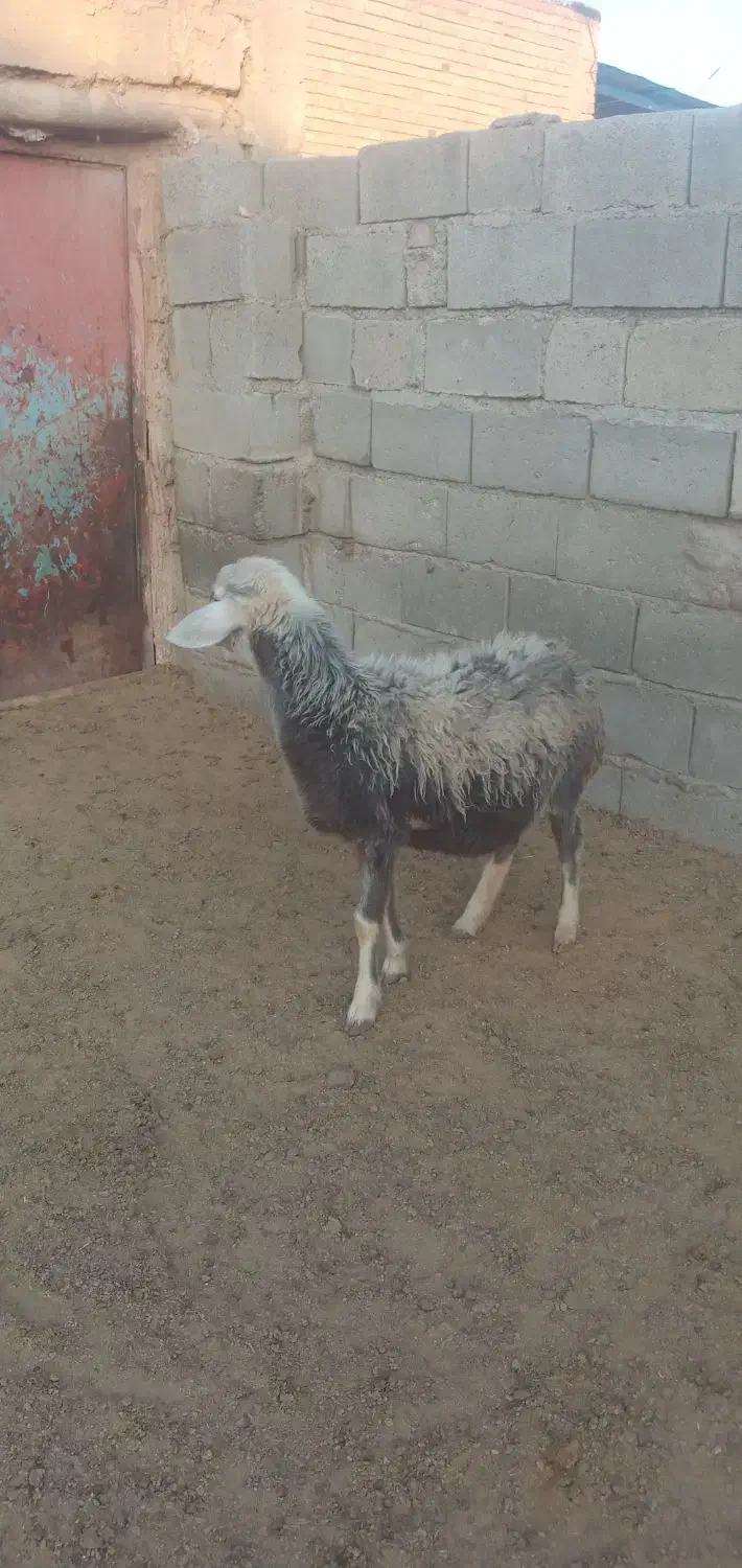 یک عدد بره ماده چال سفید|حیوانات مزرعه|باروق, |دیوار