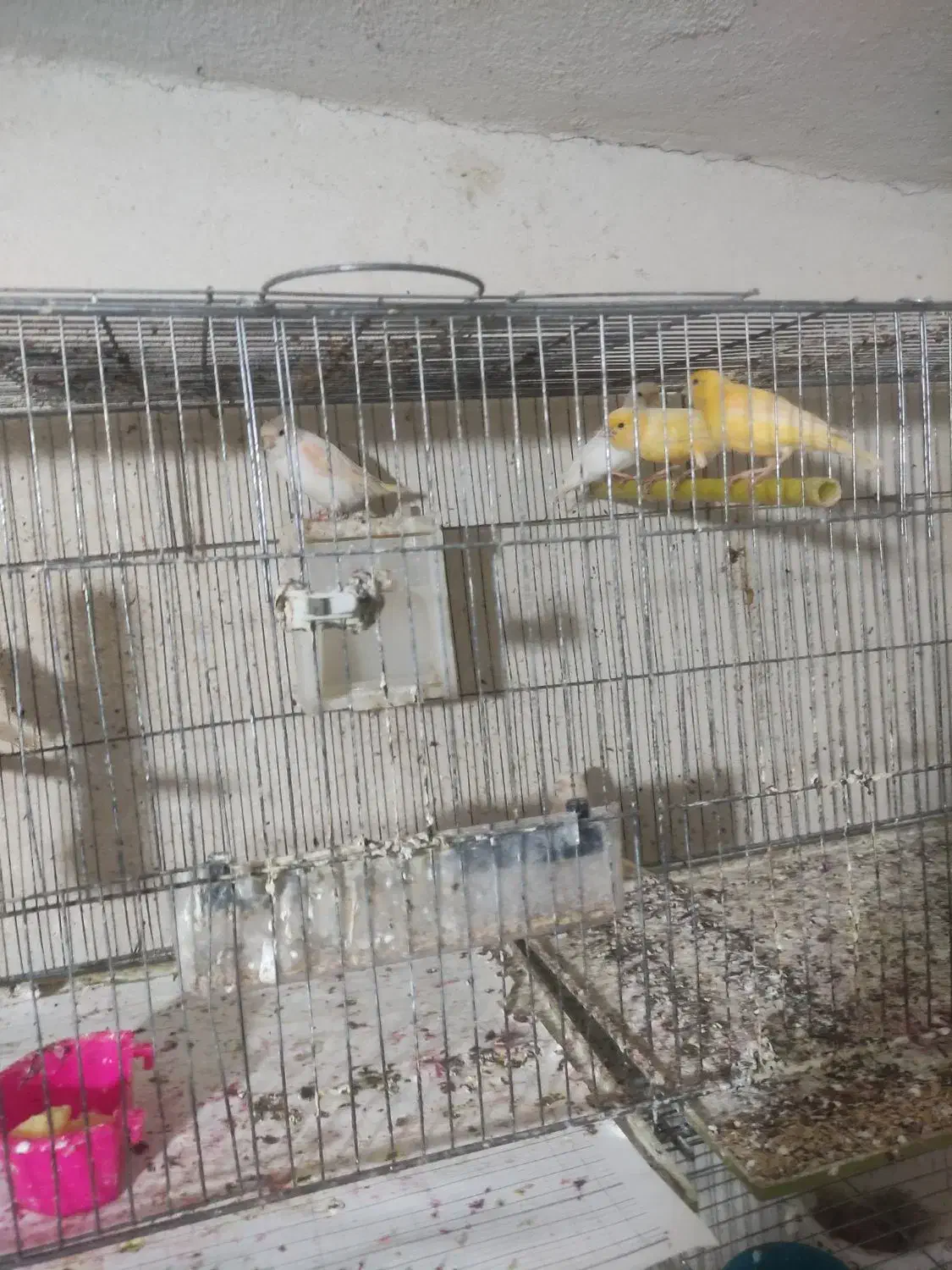 قناری ماده|پرنده|شیراز, دکتر حسابی|دیوار