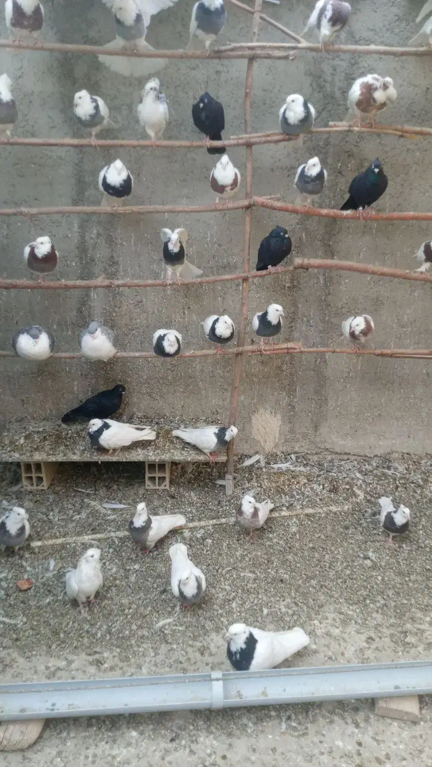 کبوتر طوقی در رنگ های مختلف و کبوتر شامپیون|پرنده|ری, علایین|دیوار