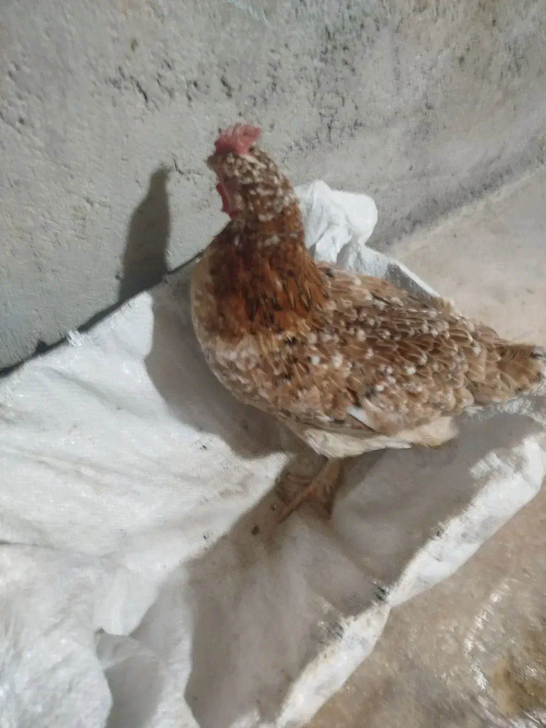 یک‌عدد‌مرغ‌جوان|حیوانات مزرعه|دهدشت, |دیوار