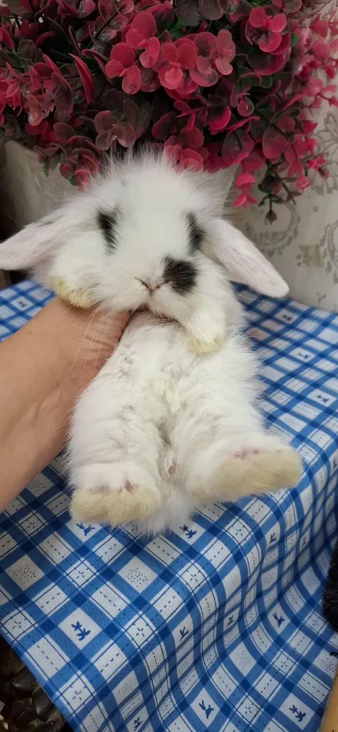 لوپ|موش و خرگوش|اهواز, شریعتی جنوبی|دیوار