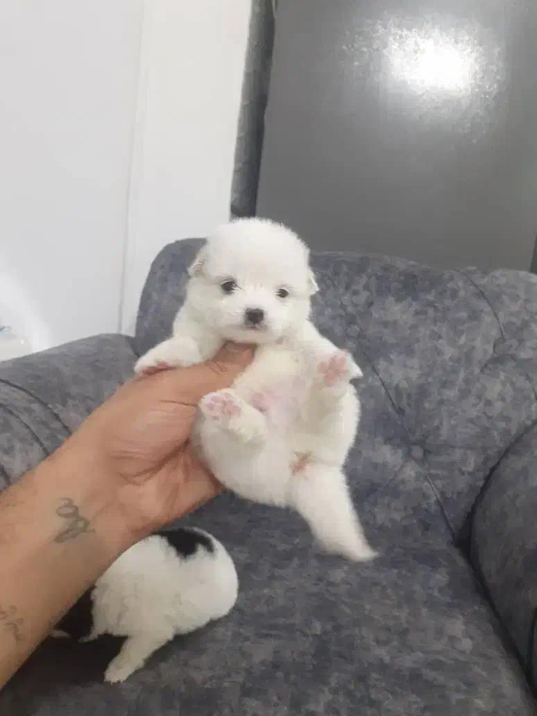 توله سگ جیبی عروسکی فقط ۲۹۰۰|سگ|قزوین, |دیوار