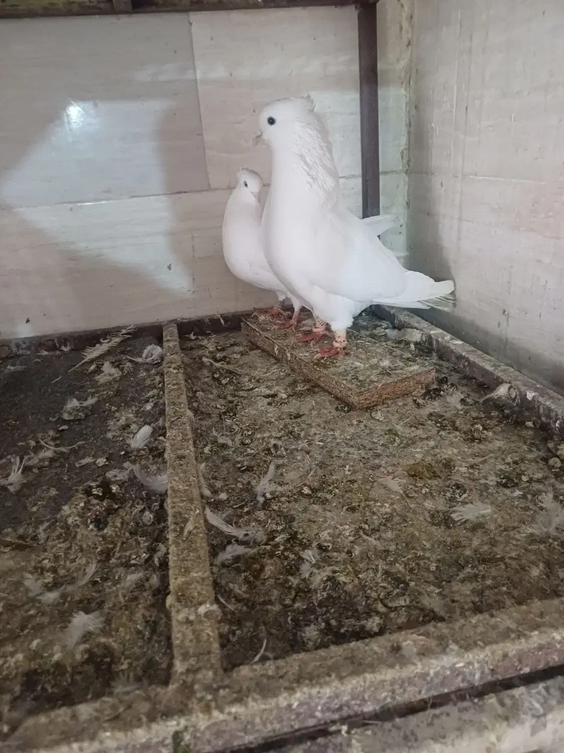 کبوتر سفید اراکی|پرنده|مسجد سلیمان, |دیوار