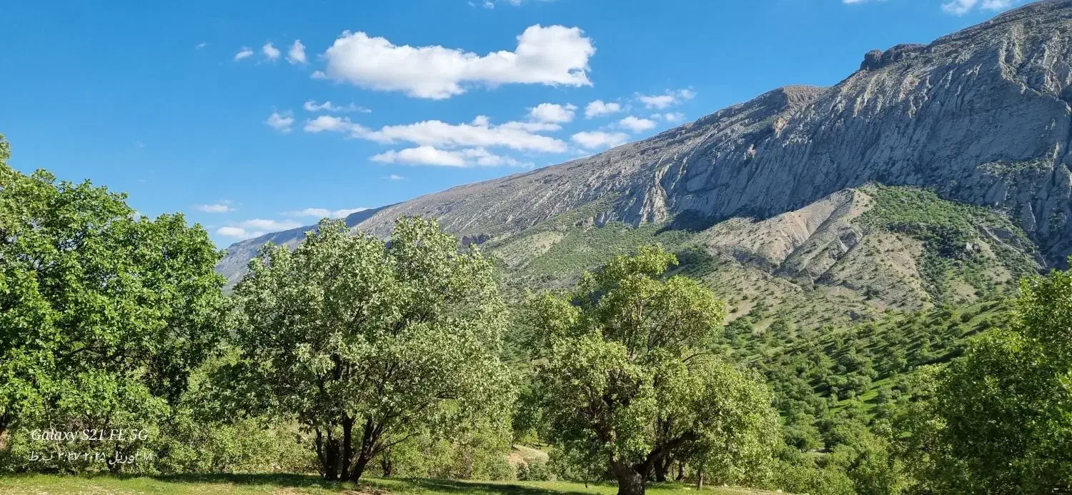 گوشی گلکسی اس 21 افی 5g حافظه 256|موبایل|عسلویه, |دیوار