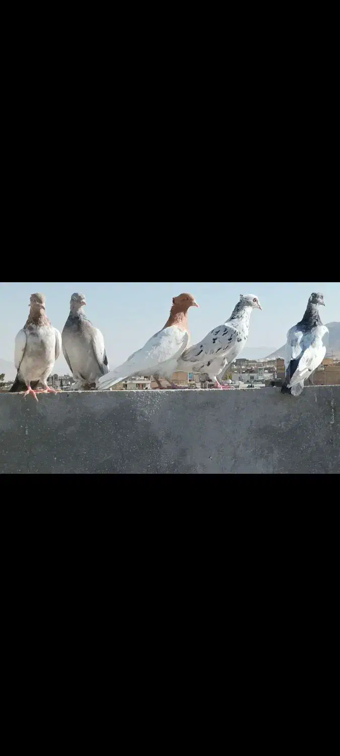 20 تا کفتر هوایی|پرنده|زرقان, |دیوار