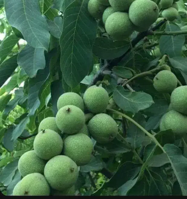 گردو|خدمات باغبانی و درختکاری|دماوند, دماوند|دیوار