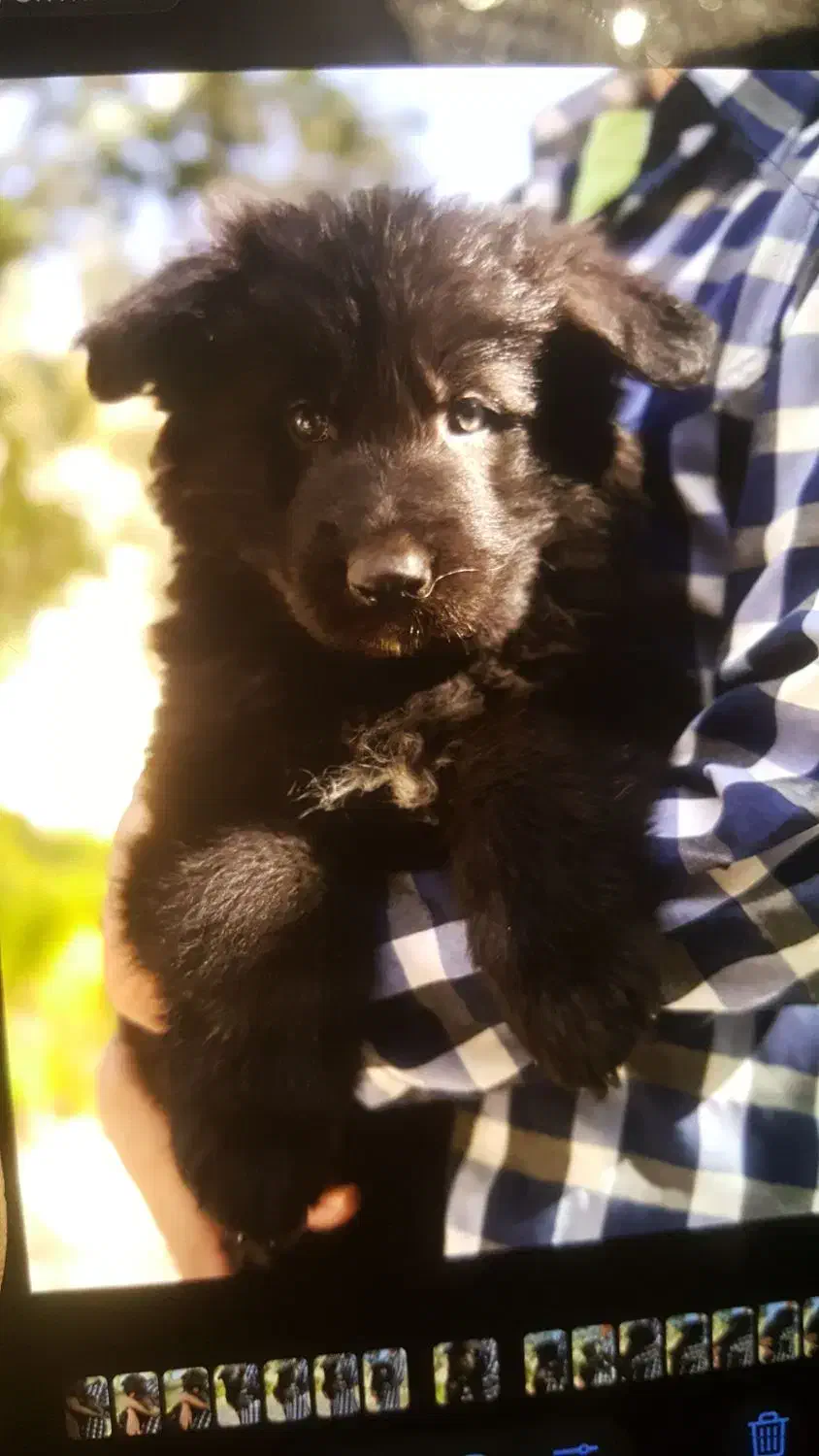 ژرمن بلک|سگ|تهران, اختیاریه|دیوار