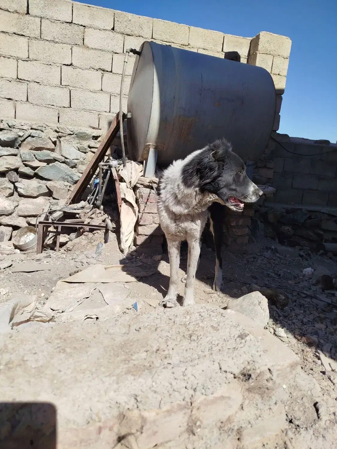 گچ قدرجونی ۱ساله شده|سگ|بیرجند, |دیوار